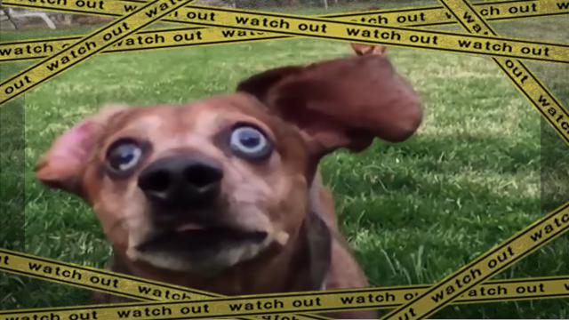 dog-f [www-frame