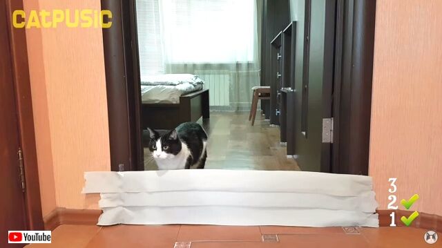 toiletpaperchallenge1_640