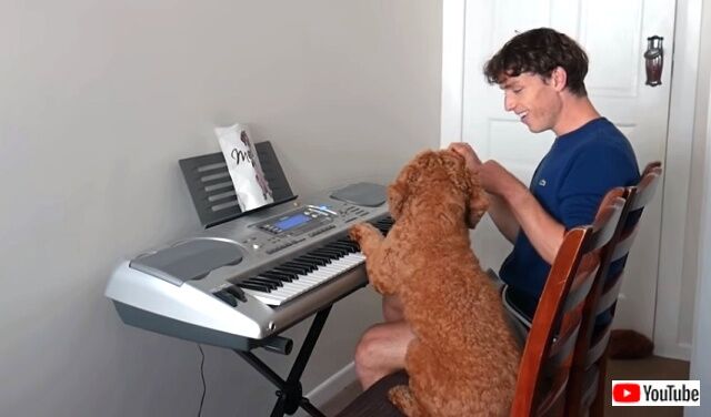 pianodog0_640