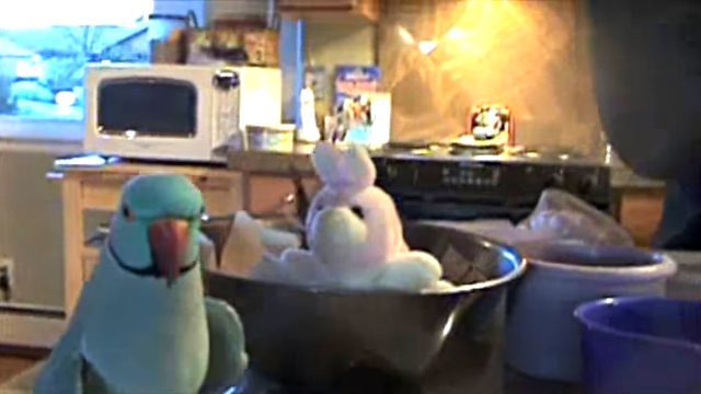 parrotlovesbunny2