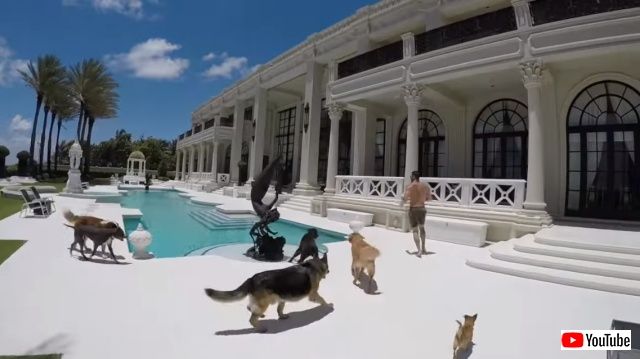dogsnmansion2_640