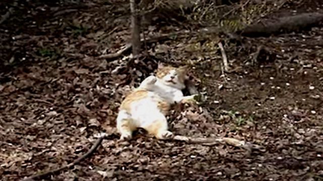 hanamicat4