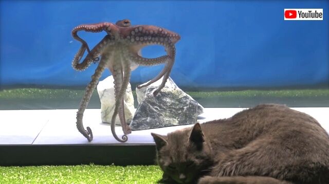 octopustocat5_640