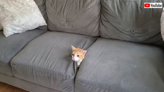 sofacat2_640