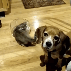 funny-idiot-cats-112-5ae199436f9aa__605
