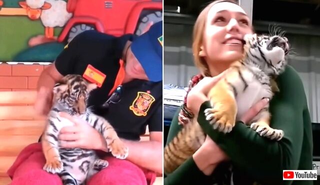tigerbaby4_640
