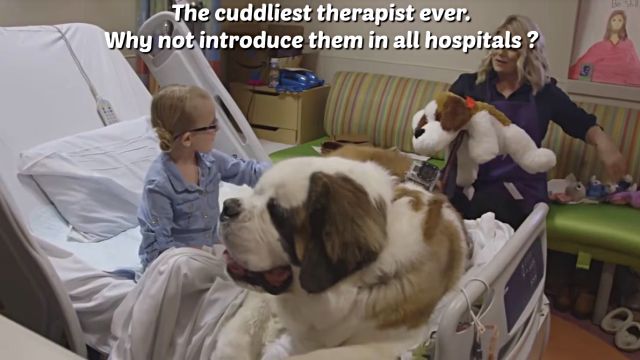 therapydog6