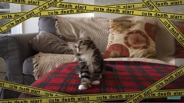 dancingcat [www-frame