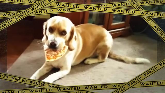 pizza-f [www-frame