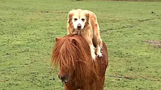 ponyndog1