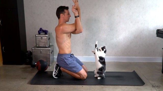catsnexercise2_e