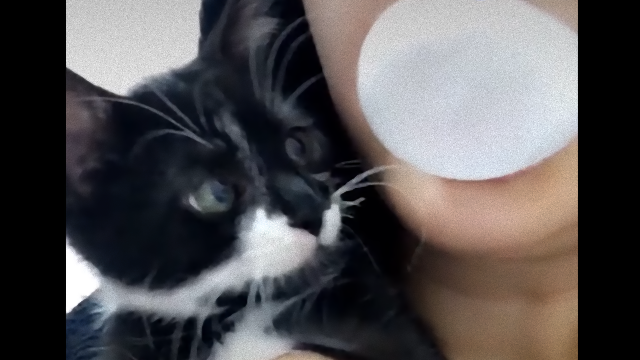 kitten-1_e