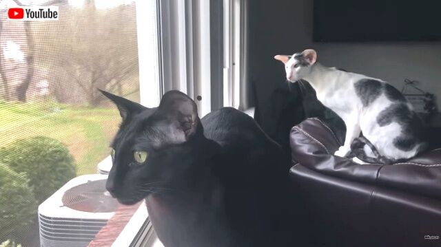catsview2_640