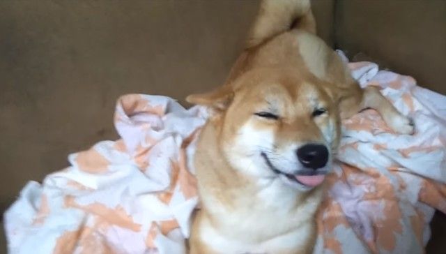 smilingshiba1_e_e