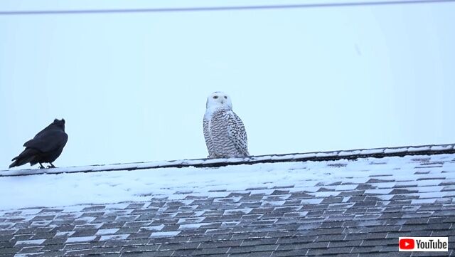owlnraven1_640