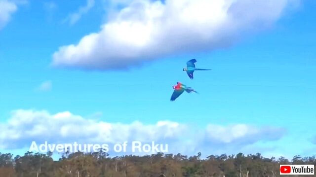 roku5_640