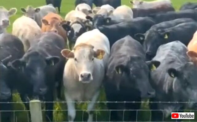 cows2_640