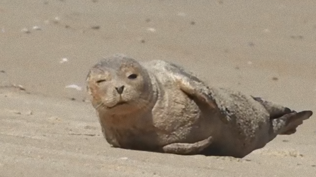 seal-1_e