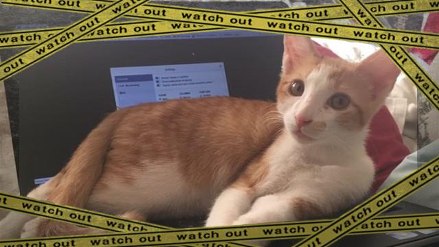 cat-1_e-frame