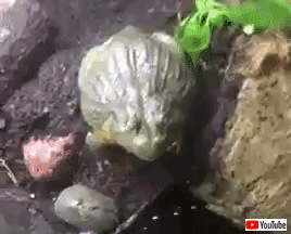 frog