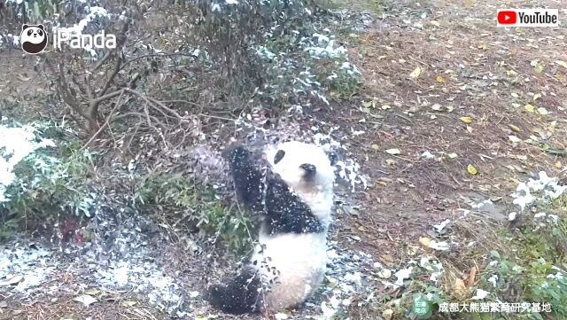 pandaidols5_640