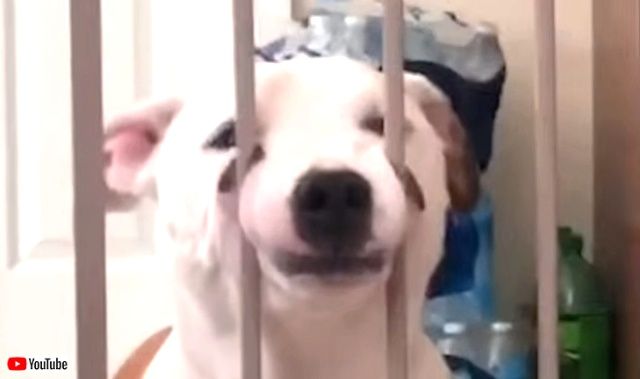 bestpets201909_0_640