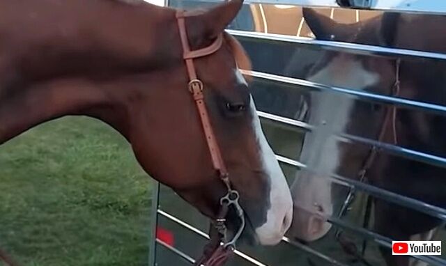 funnyhorses1_640