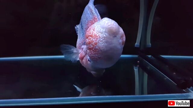 flowerhorn10_640