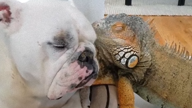 iguana-2_e