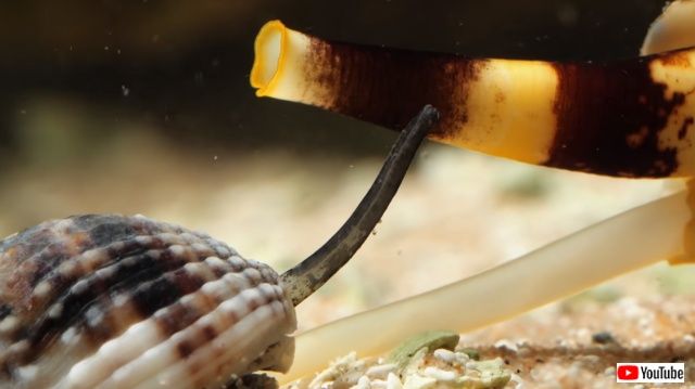 cunningsnails6_640