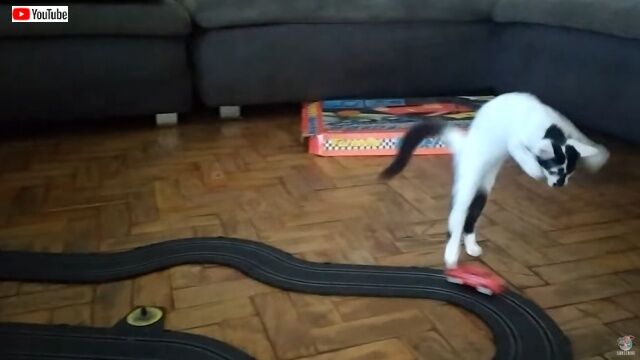 「これはいったい触ってもいいモノ？」子猫ちゃん、レーシングカーのおもちゃを追いかけてジャンプジャンプ！