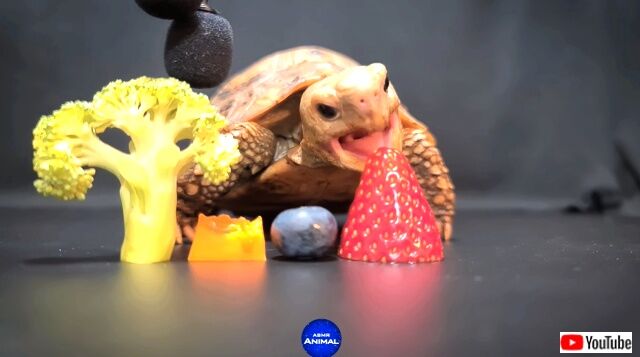 asmrtortoise2_640