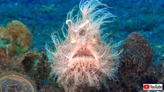 frogfish8_640