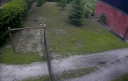 dogsavedchicken