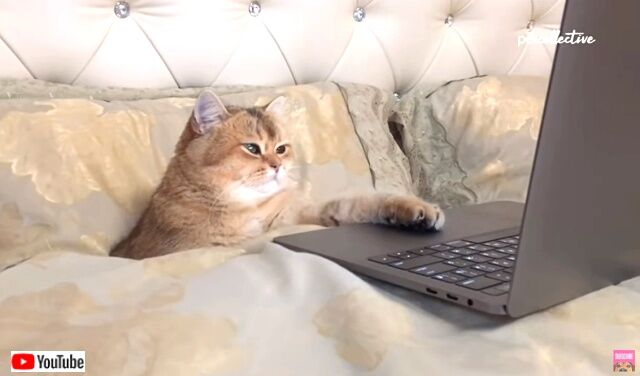 ourdomesticworld8_640