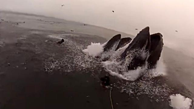whalesndivers2