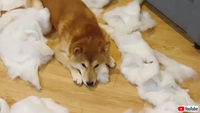 dogatesofa1_640