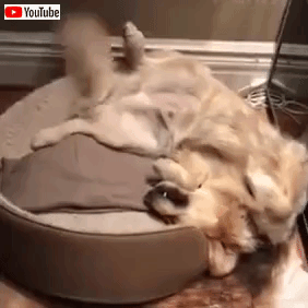 funnydogsncats3