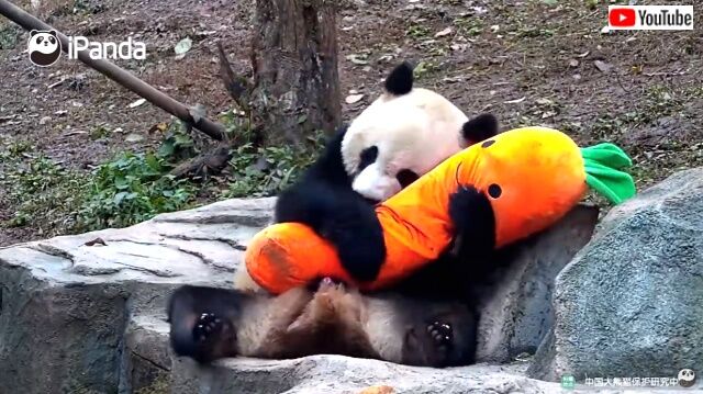 pandalovescarrot3_640