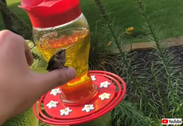 hummingbirdinmyhand2_batch