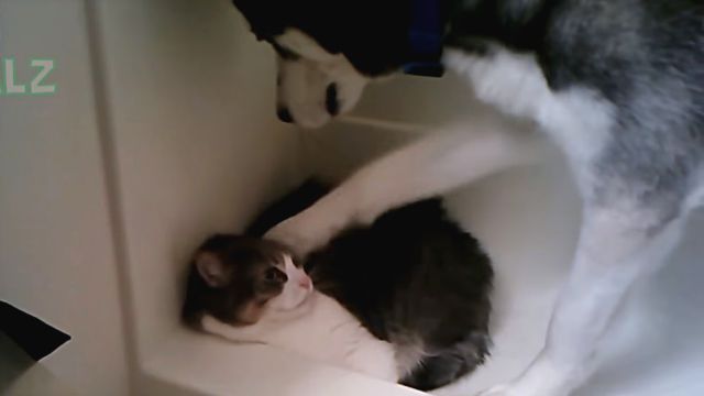ninjacats11