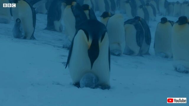 penguin3_640