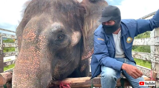 elephantmourning4_640