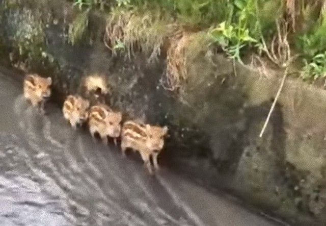 littleboarpiglets2_e