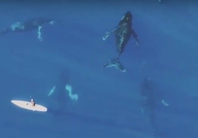 whalesnpaddleboarder5_e