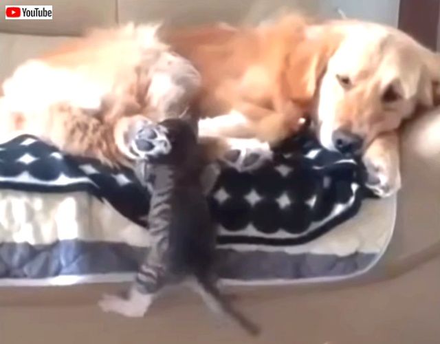 cutestanimals5_640
