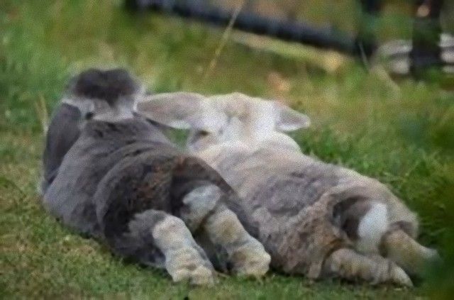 rabbitbums9_e