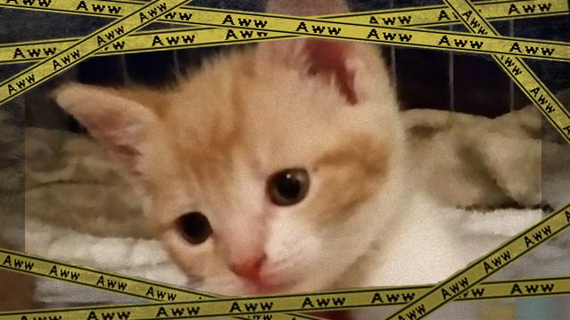 cat-5_e-frame