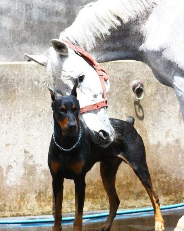 犬と馬9_e