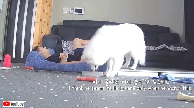 dognhisbed6_640